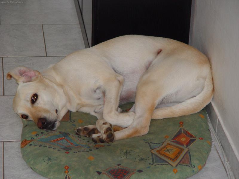 Foto: Bekinka-Bekinka,Bekinka a je�t� jednou Bekinka