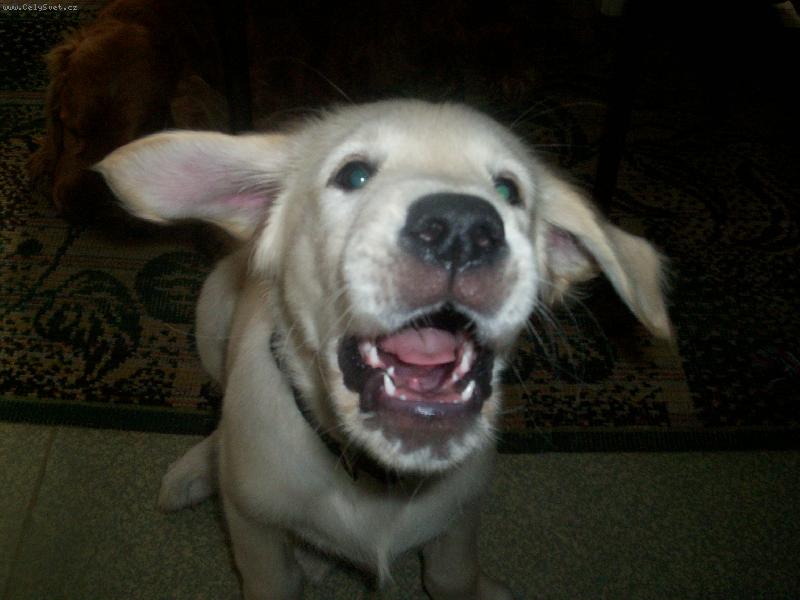 Foto: Hej nefotm�!!!!-Tak takhle se na�emu Sorbonovi nel�b� focen�