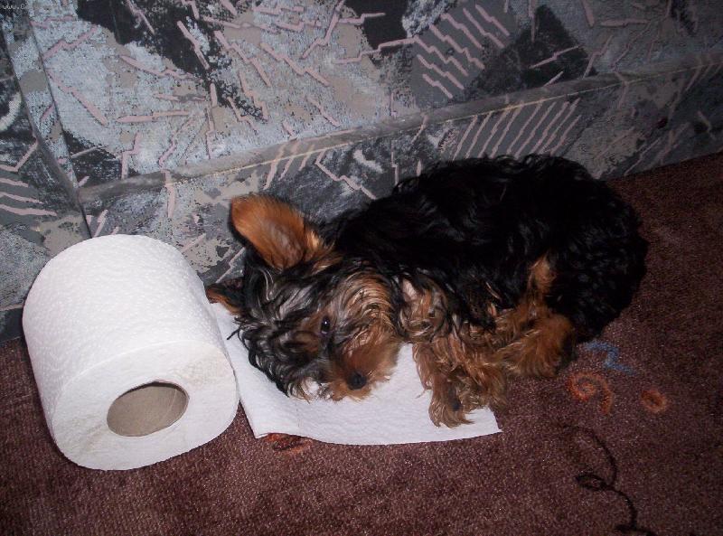 Foto: Brend�k-v�dy p�ipraven