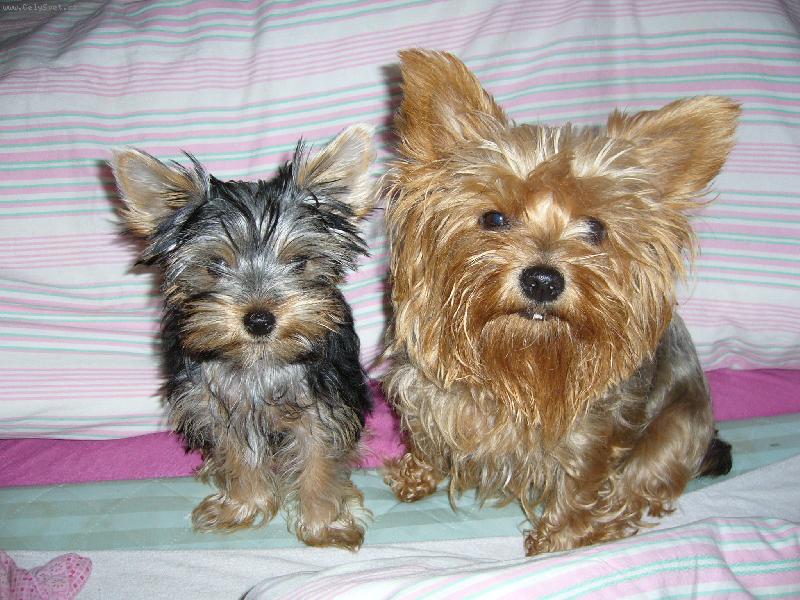 Foto: Ennynka a Peggynka-Holk����� :-)