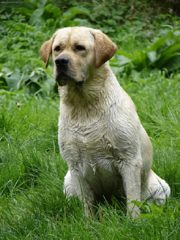 Foto: N� Ban�sek-Ban�sek u vody