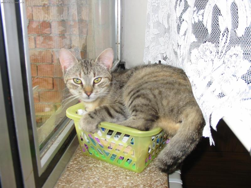 Foto: Micinka-Takhle odpo��v� na�e mal� micinka.