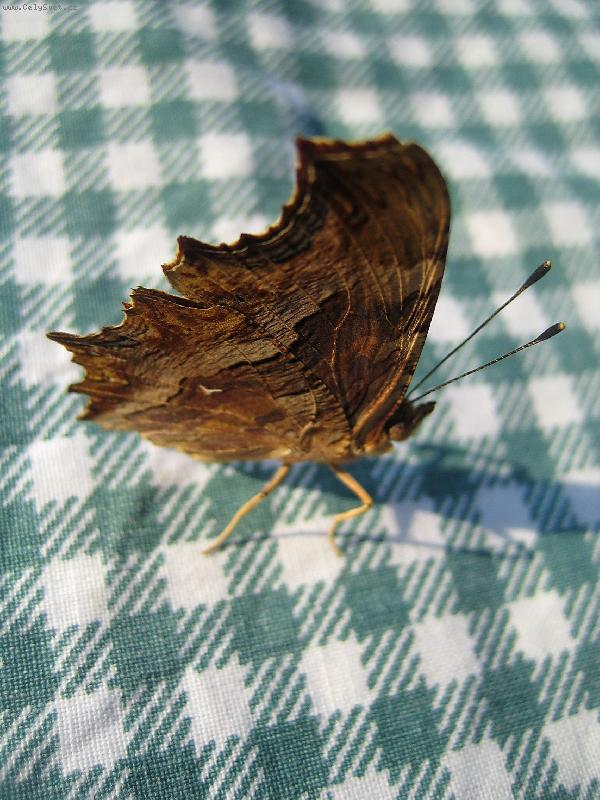 Foto: Mot�l domac�-N� spolubydl�c� - po cely pobyt v �eckem apartmanu