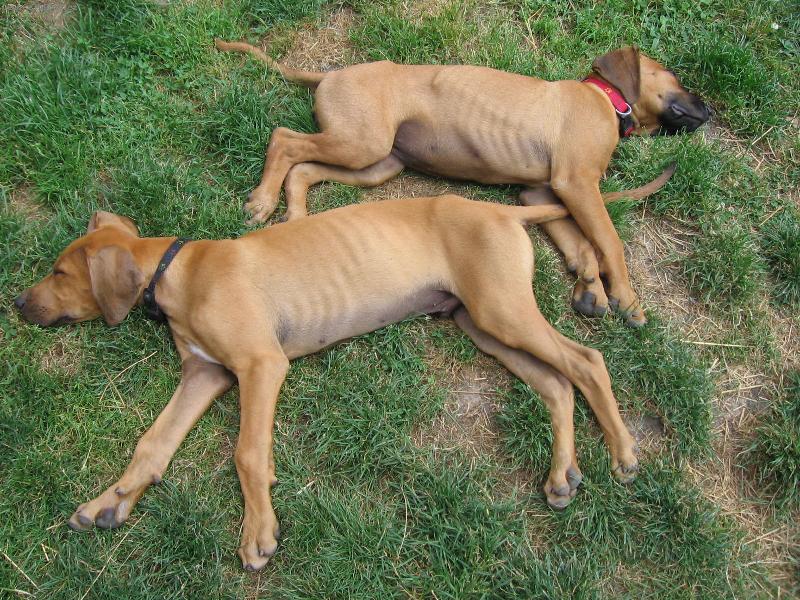 Foto: Rocky a Meggy-I N�S unav� parn� slun��ko