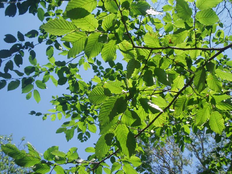 Foto: Slunce sv�t�c� p�es listy-n�zev vypov�d� za v�e