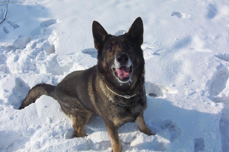 Foto: zimn� radov�nky-Ben��ek na sn�hu