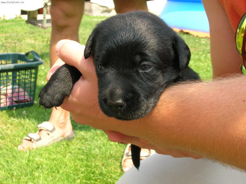 Foto: Poprv� u p�n��ka-Tady mi bylo 2,5 t�dne a p�n��ek s pani�kou se na m� p�ijeli poprv� pod�vat.