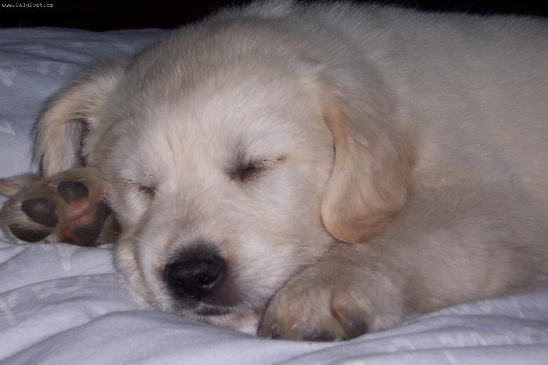 Foto: Zlat� retr�vr-Mil��ek