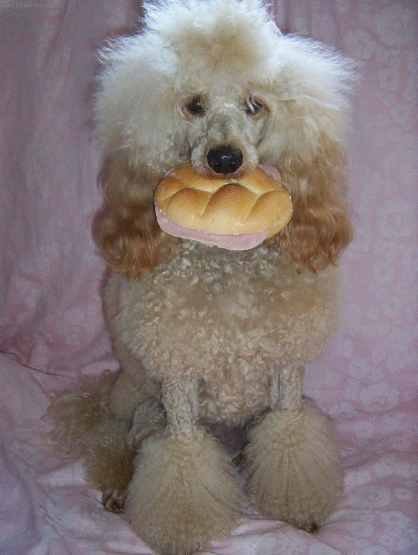 Foto: Eli�ka alias Komisa� Rex-Kdo je lep��m komisa�em?