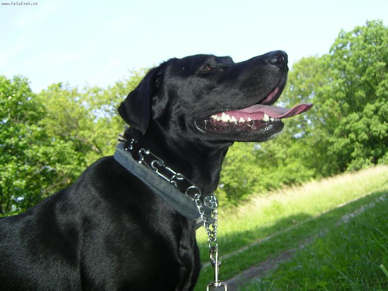 Foto: ... jejiz slava hvezd se dotyka ...-hledim do budoucnosti :)