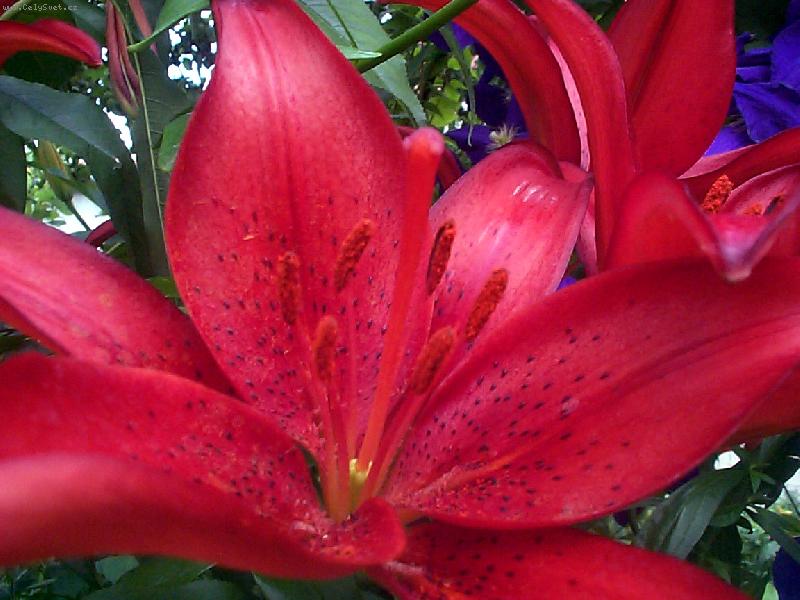 Foto: �erven� okouzlen�