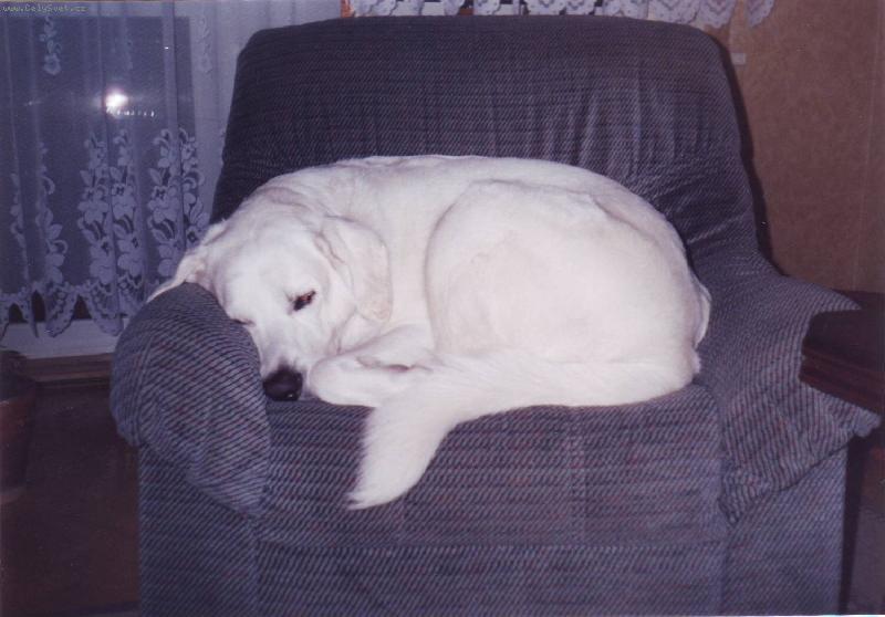 Foto: Akim v tr�v�-ten se rozvaluje co???