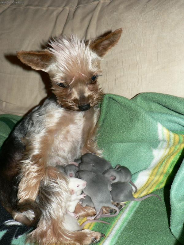 Foto: Starostliv� jork��rka-Sice to nejsou moje mimina,ale r�da se o n� postar�m.