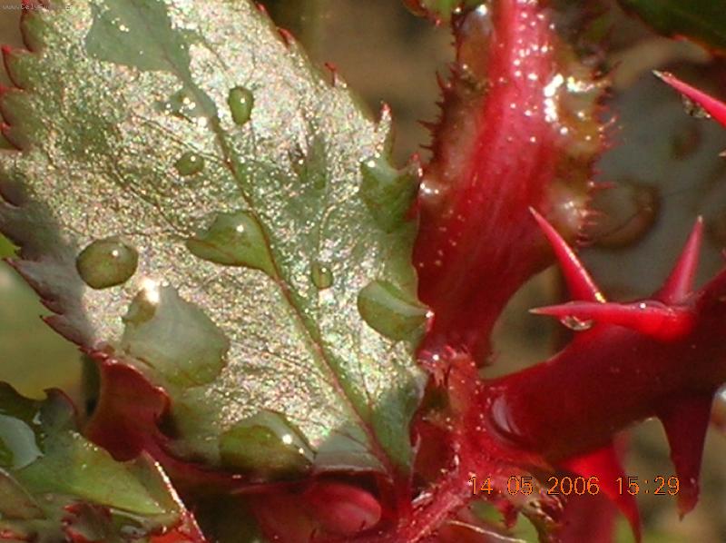 Foto: kr�ska po de�ti-i zmoknout n�kdy slu��