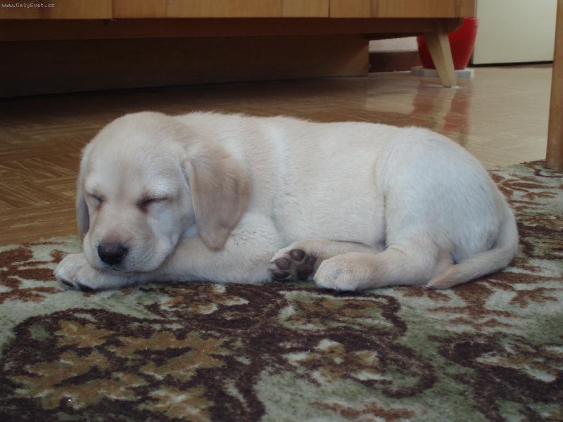 Foto: Sp�c� krasavec-Nejhodn�j�� kdy� spink�...:o)