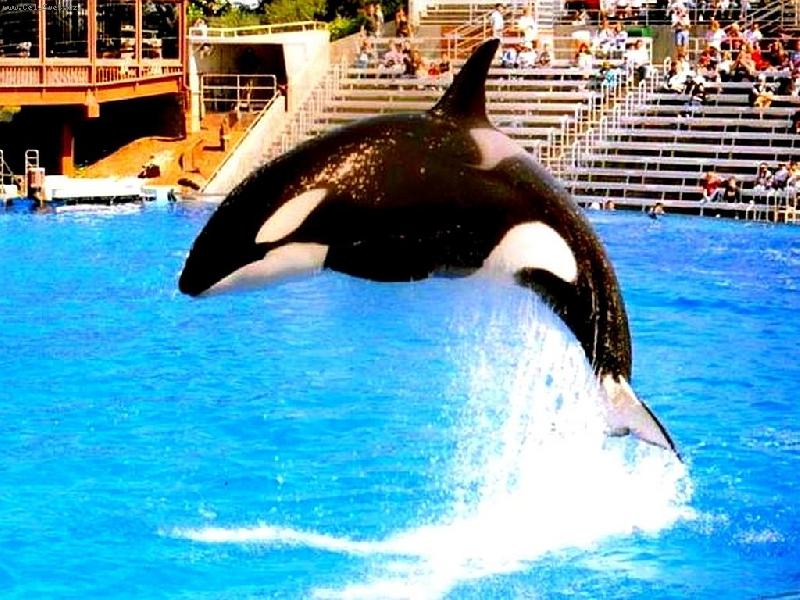 Foto: Hop!-Sea World, San Diego