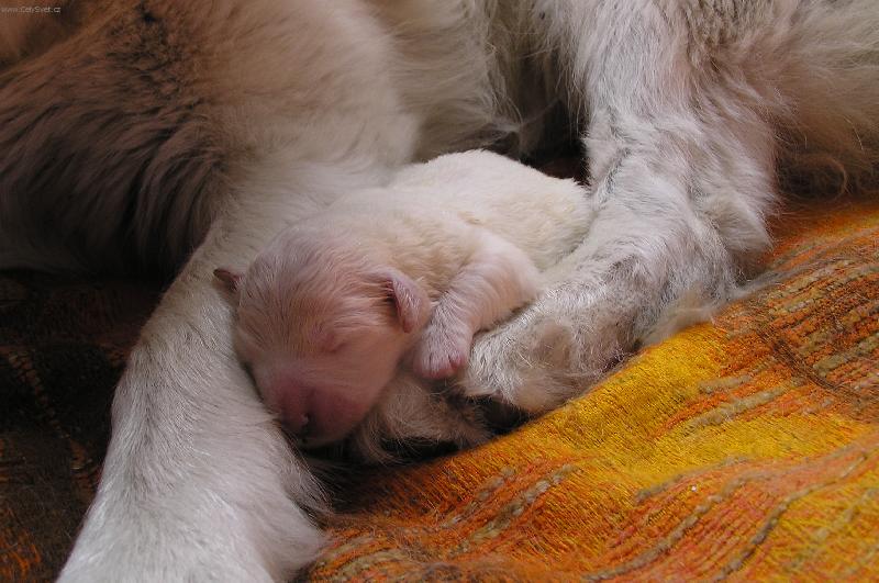 Foto: To si mi to kr�sn� spink�