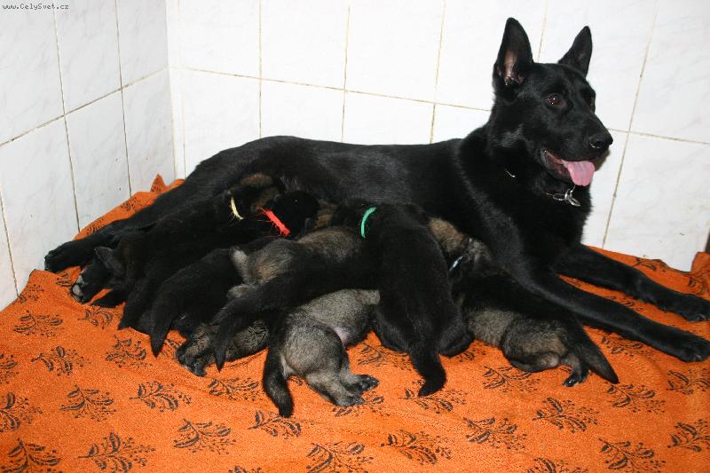 Foto: rodinn� idilka-fenka se �t���tky