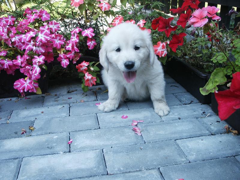 Foto: Mazl��ek-�t�n� zlat�ho retrivera v kv�tin�ch