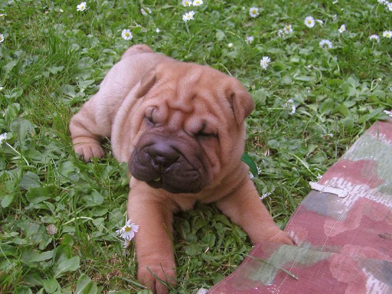 Foto: Shar pei Berry - 5 t�dn�