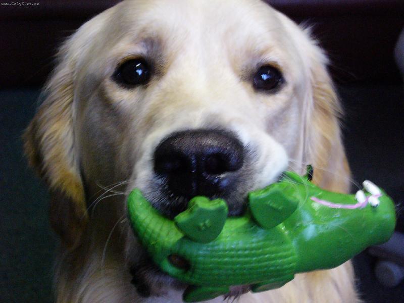 Foto: A te� t� sn�m krokod�le