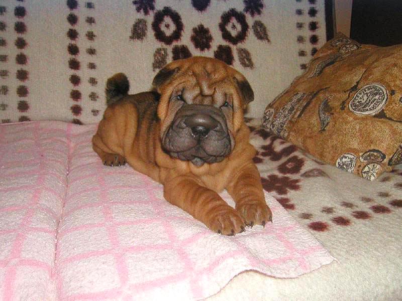 Foto: Airin - 8 t�dn�-T�hle fene�ce jsme prost� neodolali a tak u n�s z vrhu z�stala. Nelitujeme, d�l� n�m jen radost (a� na v�jimky), je v�stavn� velice �sp�n�. V�ce fotek najdete na www.gampi-pei.com