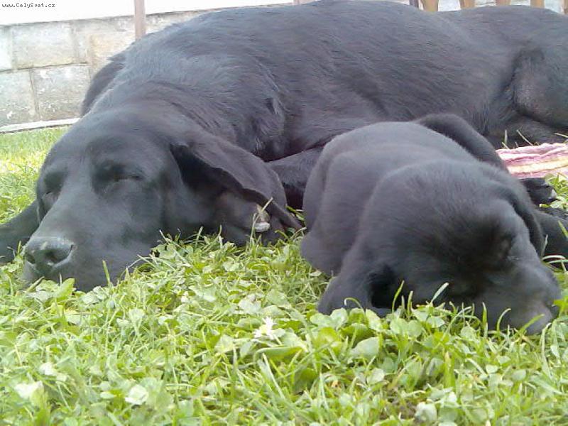 Foto: Velk� a mal�-velk� pejsek a mal� pejsek