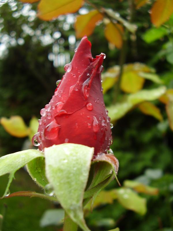 Foto: Poup� r��e po de�ti