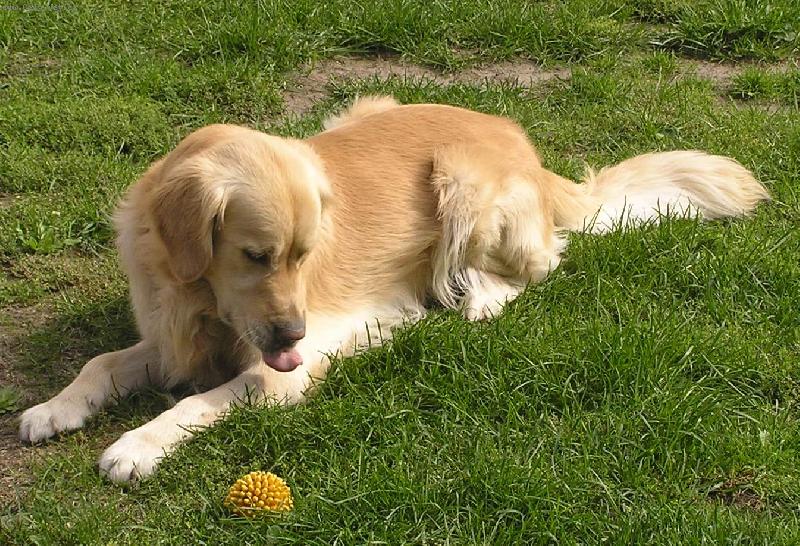 Foto: To m� za ty gumov� bodliny!-Teddy vyplazuje jazyk na svou hra�ku.