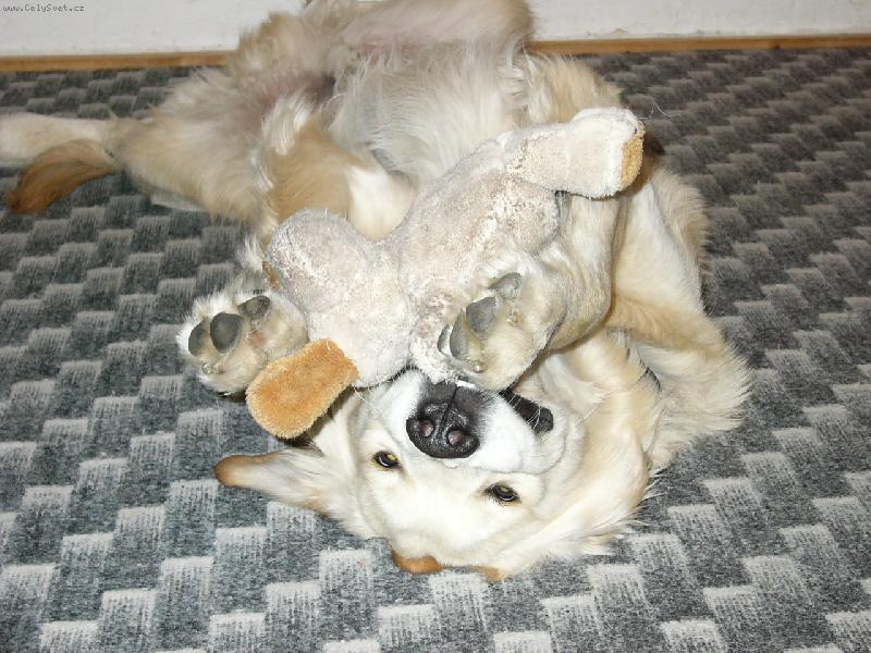 Foto: Kdo si hraje nezlob�-Buddynek