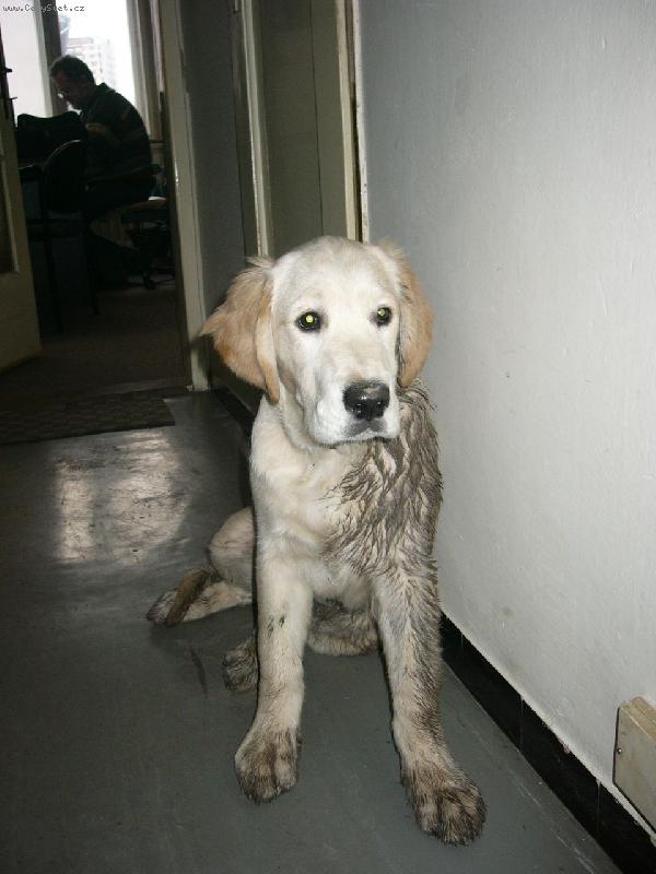 Foto: �un� nebo pes?-Buddy