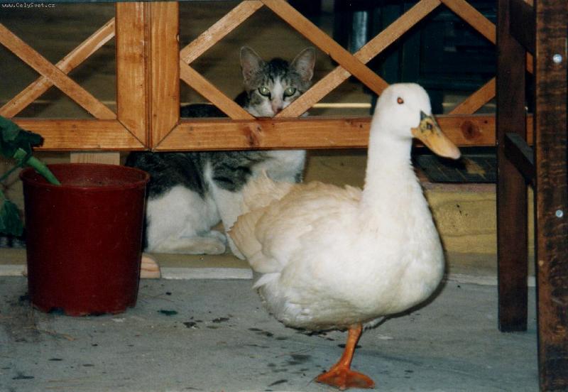 Foto: V�ze�.-Kdo koho hl�d� ?