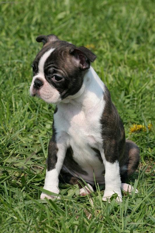 Foto: Gwendolin od Kopce Zeb�na-Princezna poprv� na v�stav�...jen kouk� a u�� se:-)