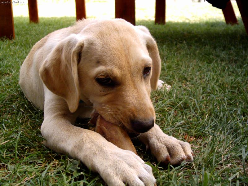 Foto: Jassica-Na�e Jassica ve 3 m�s�c�ch