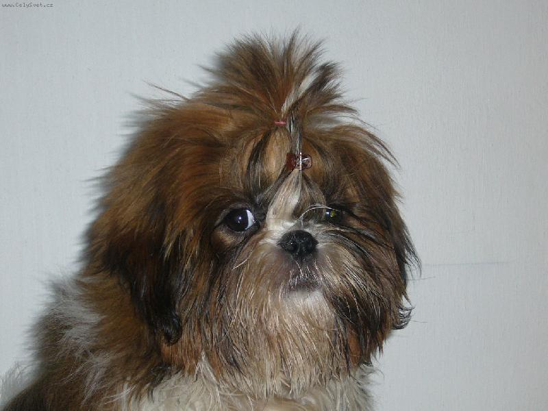 Foto: Chewy ze Slavon�na-Moje K��a...