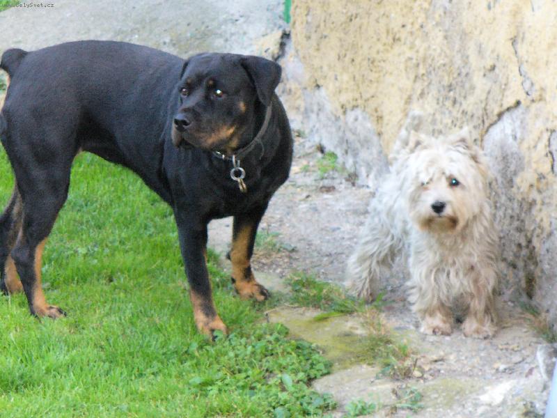 Foto: West�k Benn��ek a jeho bodyguard rotwajlerka Nellynka-Dva nerozlu�n� kamar�di