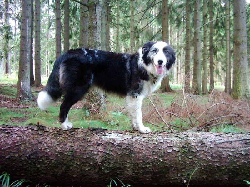 Foto: Sheppinka-�epinka na houb�ch