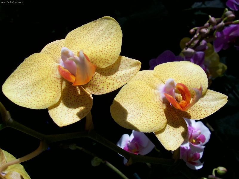 Foto: orchidej flora