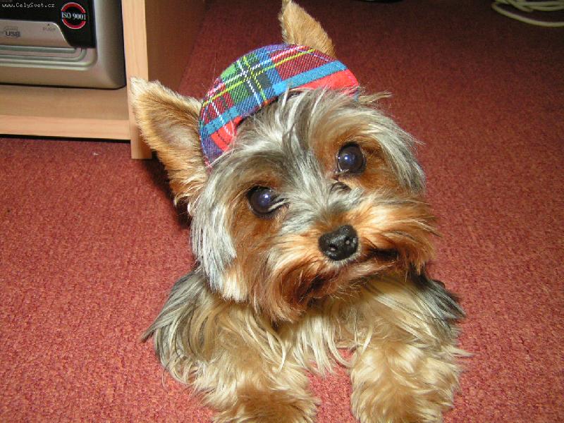 Foto: Jessinka-K�iltovka mi slu��