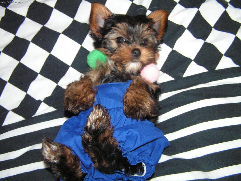 Foto: Jessinka-Jako ze �katulky