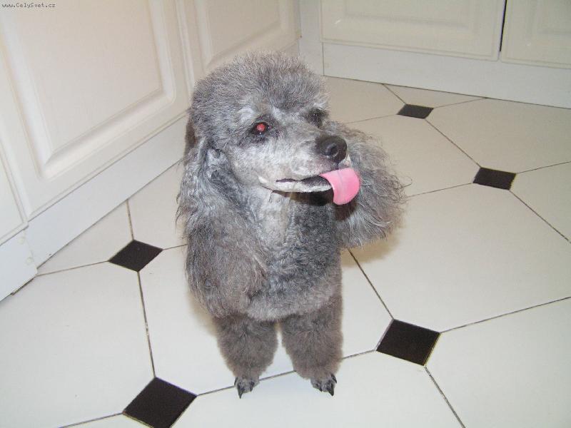 Foto: Dolly-Takhle se vyplazuje jazyk