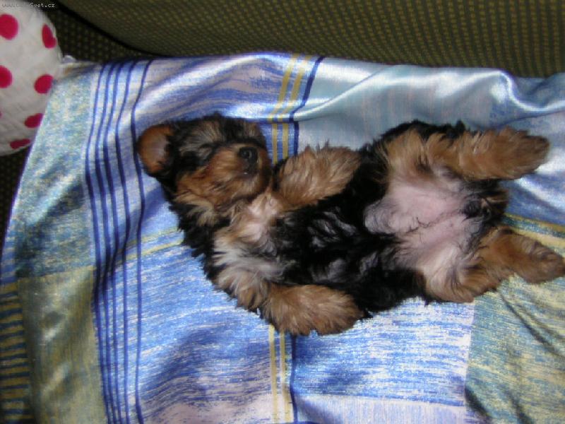 Foto: Jsem miminko...se ze m� m��ete zbl�znit,�e!-Barbucha