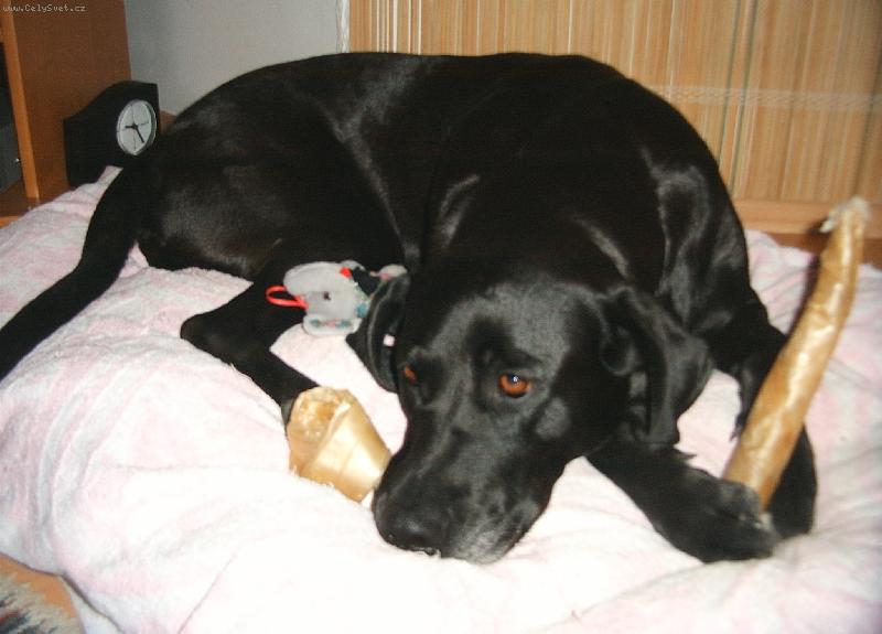 Foto: moje kr�lovstv�-Sanu�ka n� nalezenec