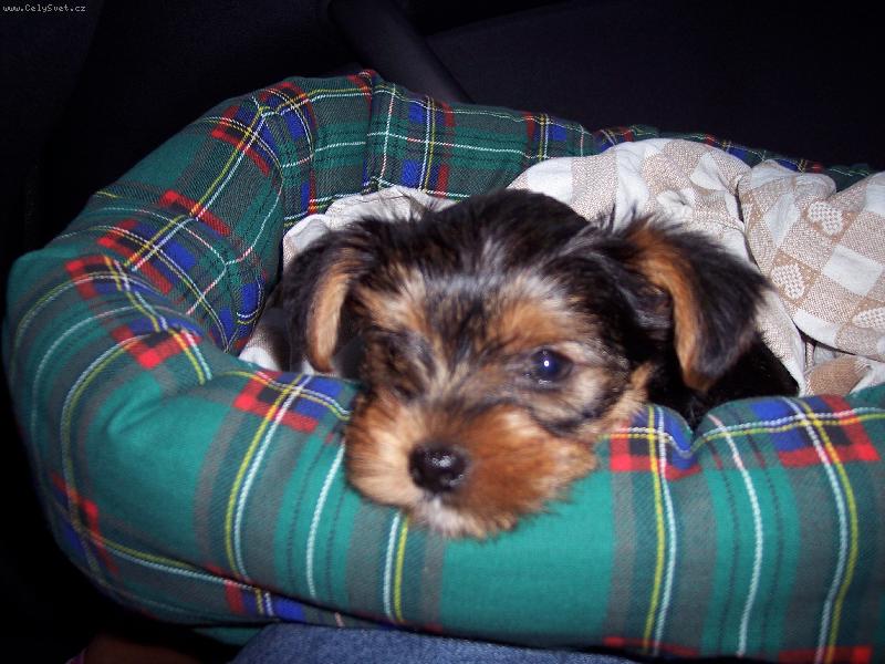 Foto: Arinka n� rodin� mil�ek-Na�e Arinka neni roztomil�?? toto je fotka kdy� byla hodn� mal� teda� ona je�t� je mal� :)