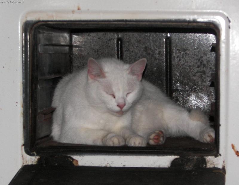 Foto: Z�t�ej�� ob�d...-A je to v troub� :))