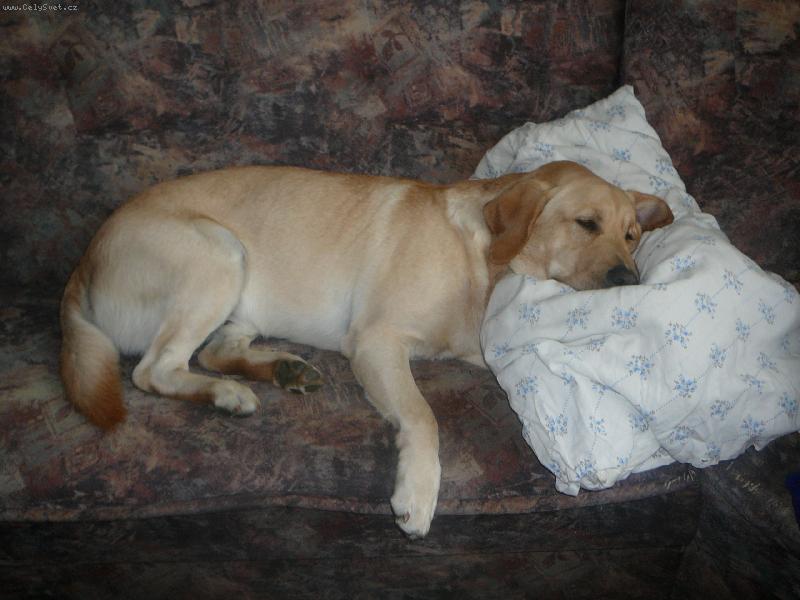 Foto: Bady-Njn, seda�ku m� r�d asi ka�dej pes