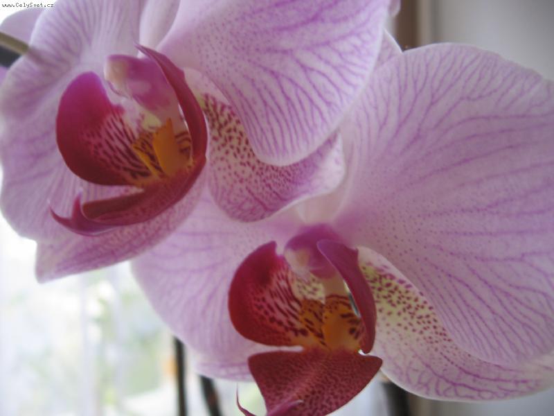 Foto: m� orchidej...
