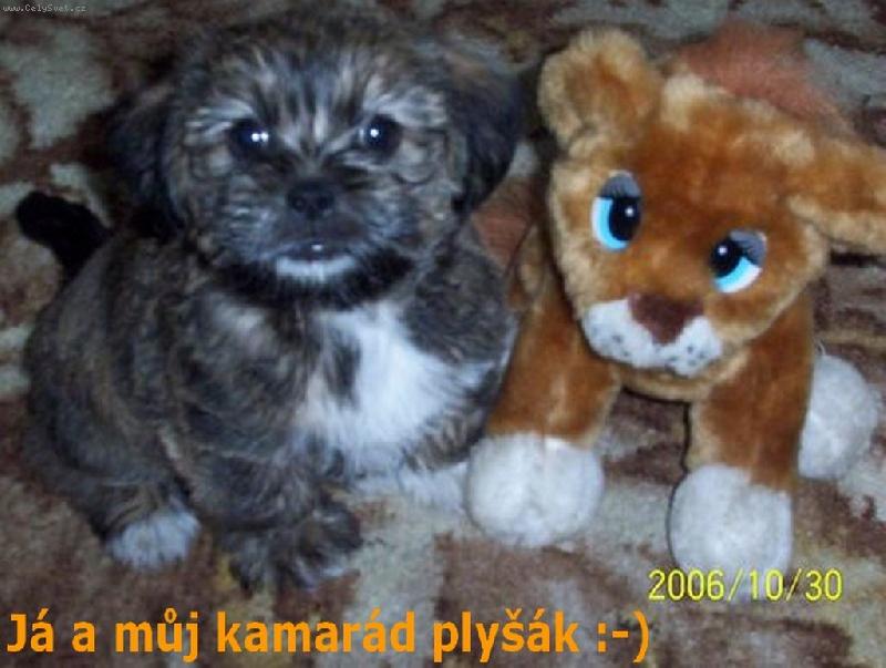 Foto: Ronny - 1,5 m�s�ce-poprv�, co jsem sv� pani�ce zap�zoval:-) Kdo je prav� ply��k? :-)))