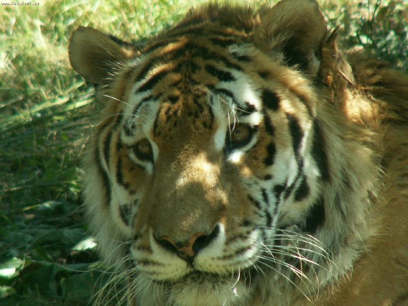 Foto: Tygr-Foto Praha zoo