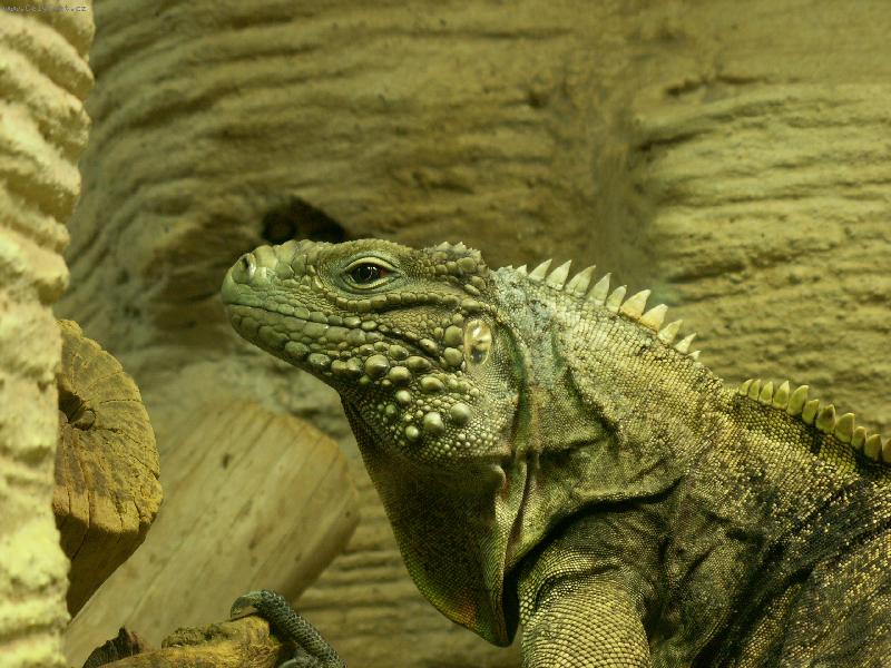 Foto: Legu�n-Foto Praha zoo